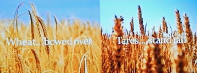 Wheat and Tares 2